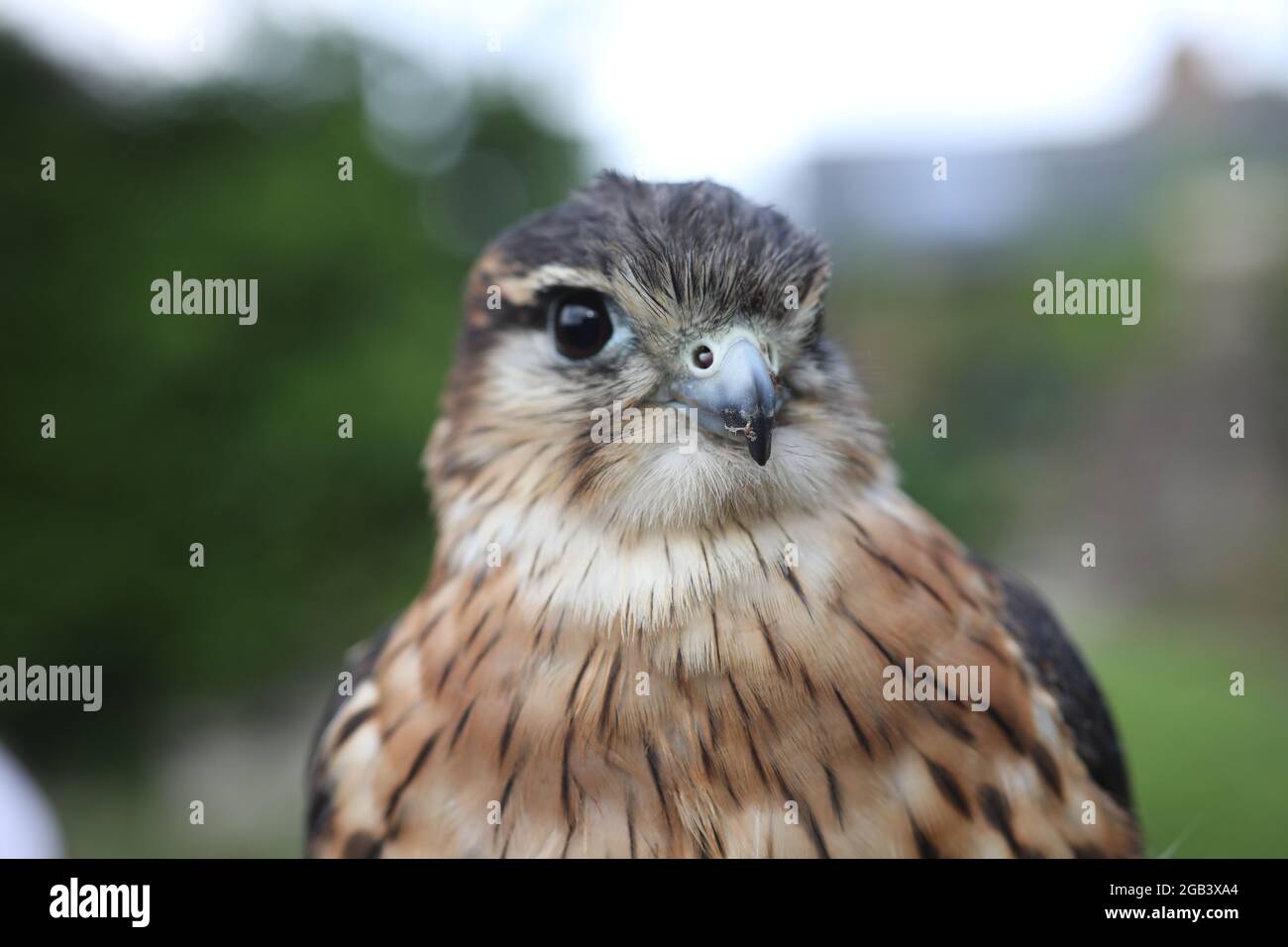 Un bel oiseau de Merlin, (une petite espèce de faucon de l'hémisphère Nord), photographié à East Sussex, Royaume-Uni. Banque D'Images