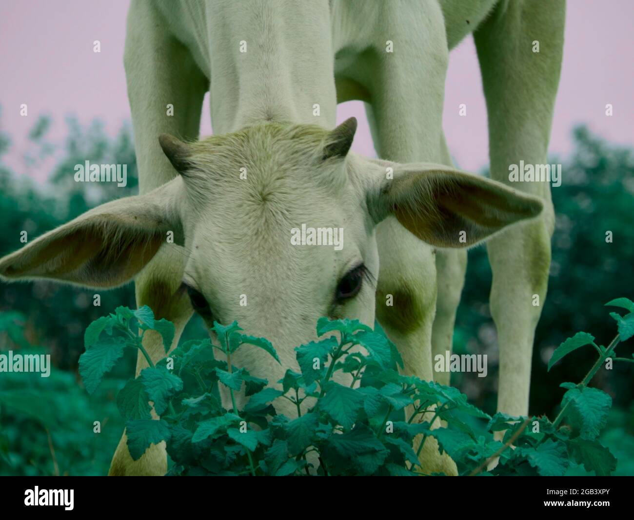 Vache debout derrière des feuilles vertes plante nature aimant animal image concept. Banque D'Images