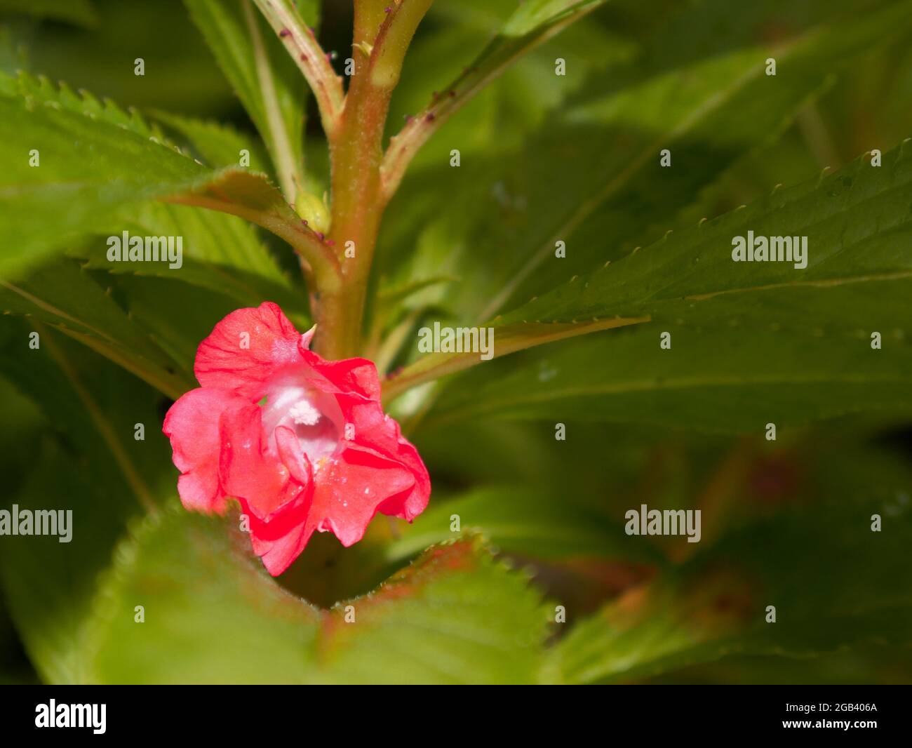 Rouge tropical indien variété de fleurs vertes feuilles vue sur la plante, nature commercial arrière-plan saison de pluie. Banque D'Images