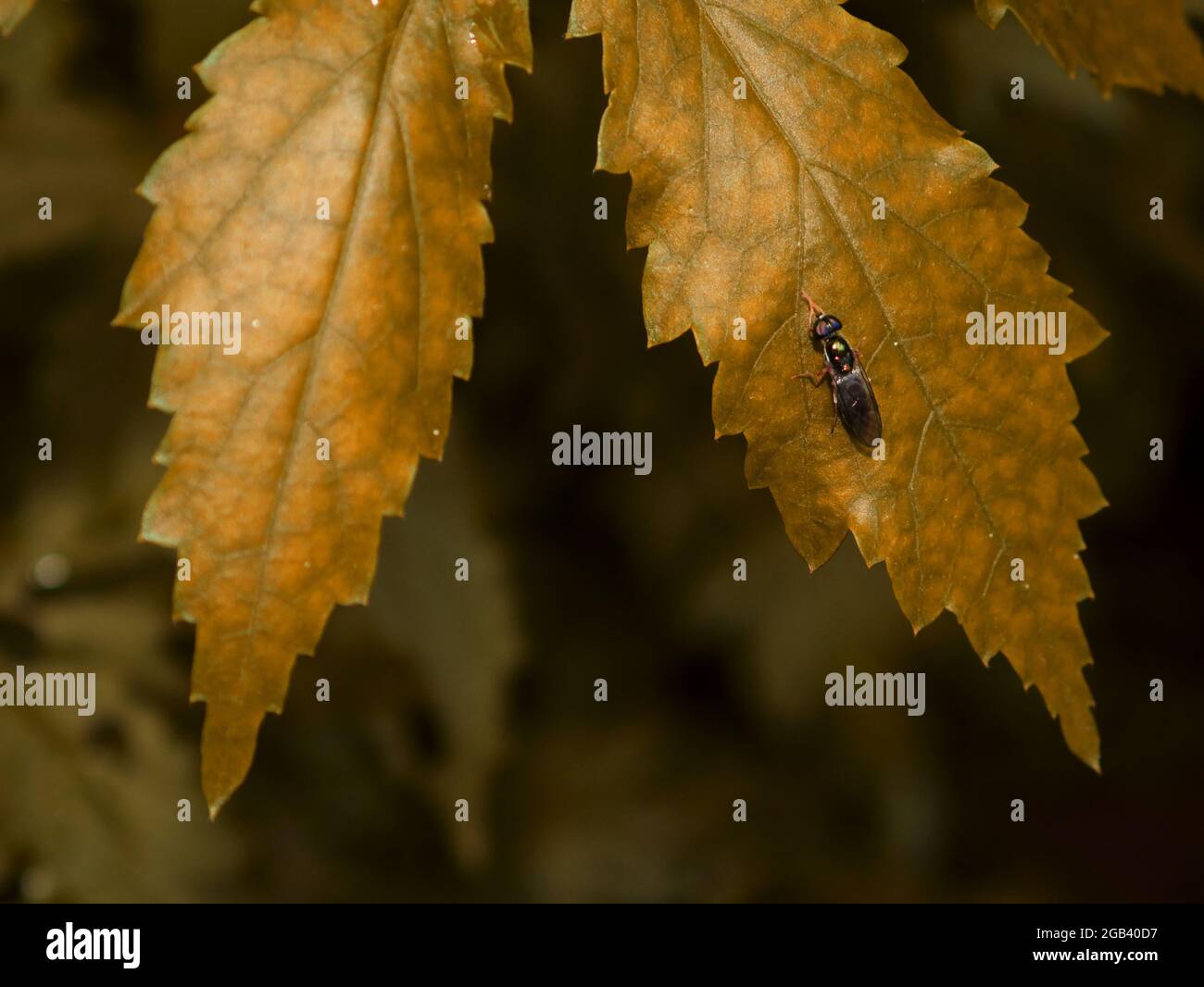 Insecte de mouche présenté sur l'image de feuilles jaunâtre de designer, nature commercial fond présentant créature concept de mode de vie. Banque D'Images