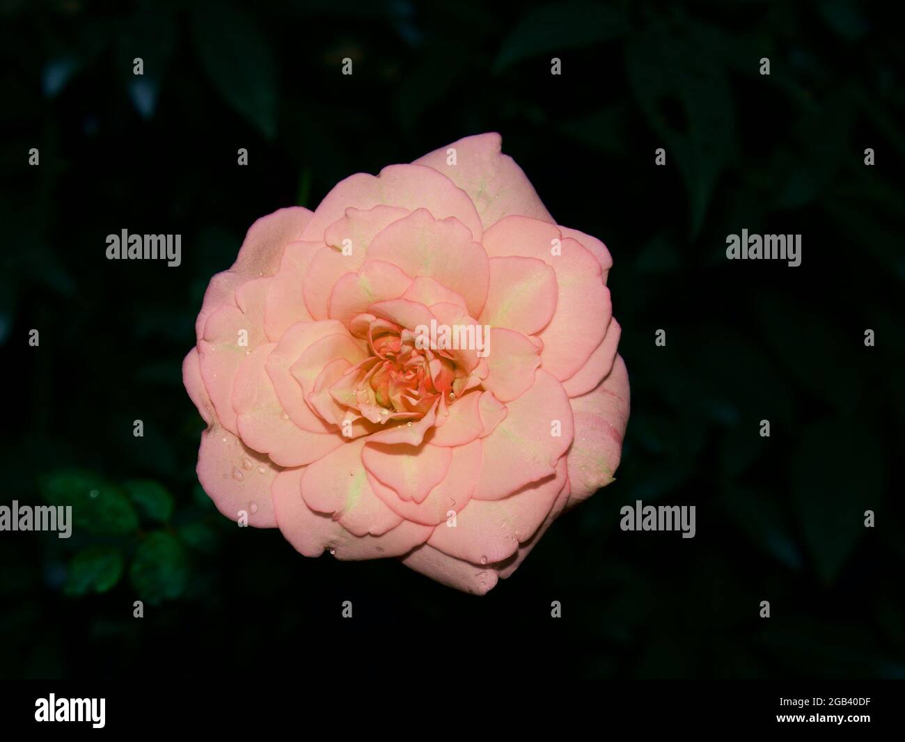 Rose couleur vue rose la nuit, nature commercial arrière-plan cadre de côté sombre. Banque D'Images
