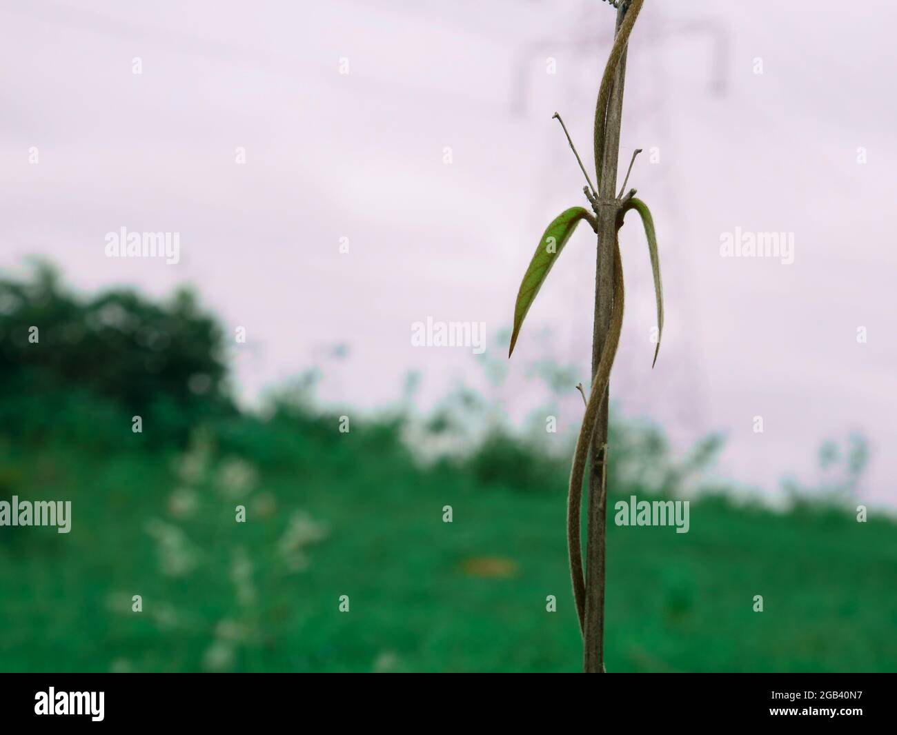 Image de croissance des feuilles de plantes tropicales, arrière-plan nature avec espace de texte, présentation du temps indien. Banque D'Images