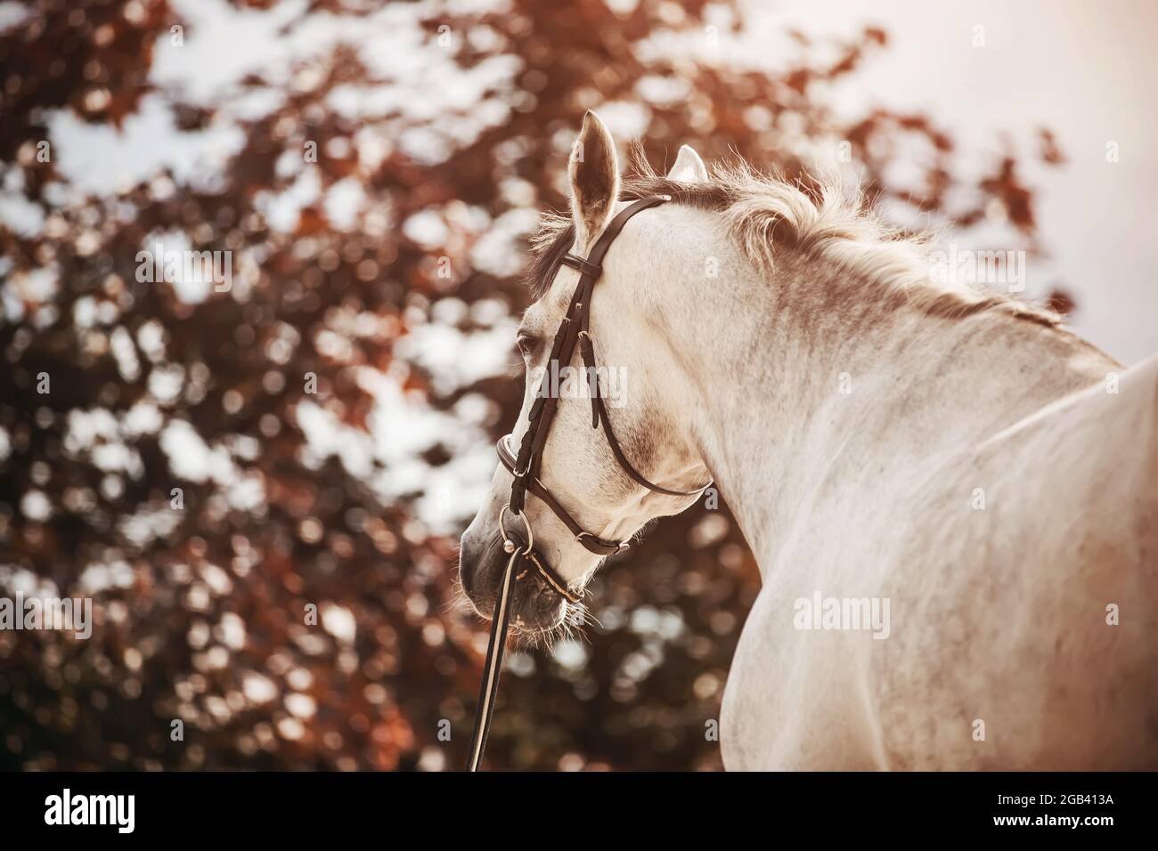 Vue arrière d'un cheval gris sans selle avec une petite manne légère se tenant sur le fond d'un feuillage rouge lors d'une soirée d'automne ensoleillée. Chevaux a Banque D'Images