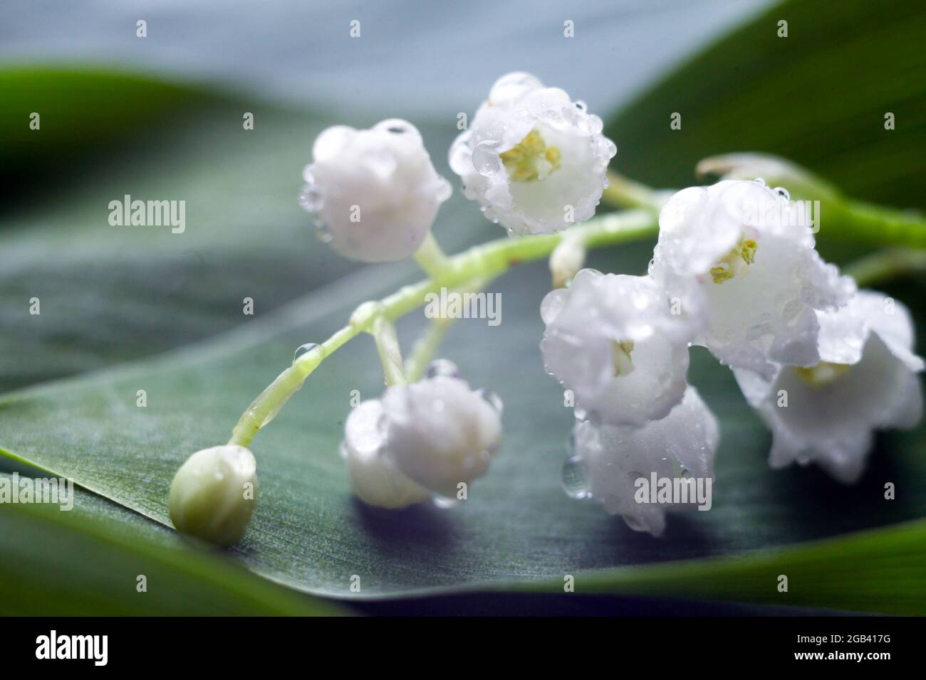 Lily de la vallée fleur de gros plan au printemps gardenat fond vert. Fleurs blanches avec goutte d'eau Banque D'Images