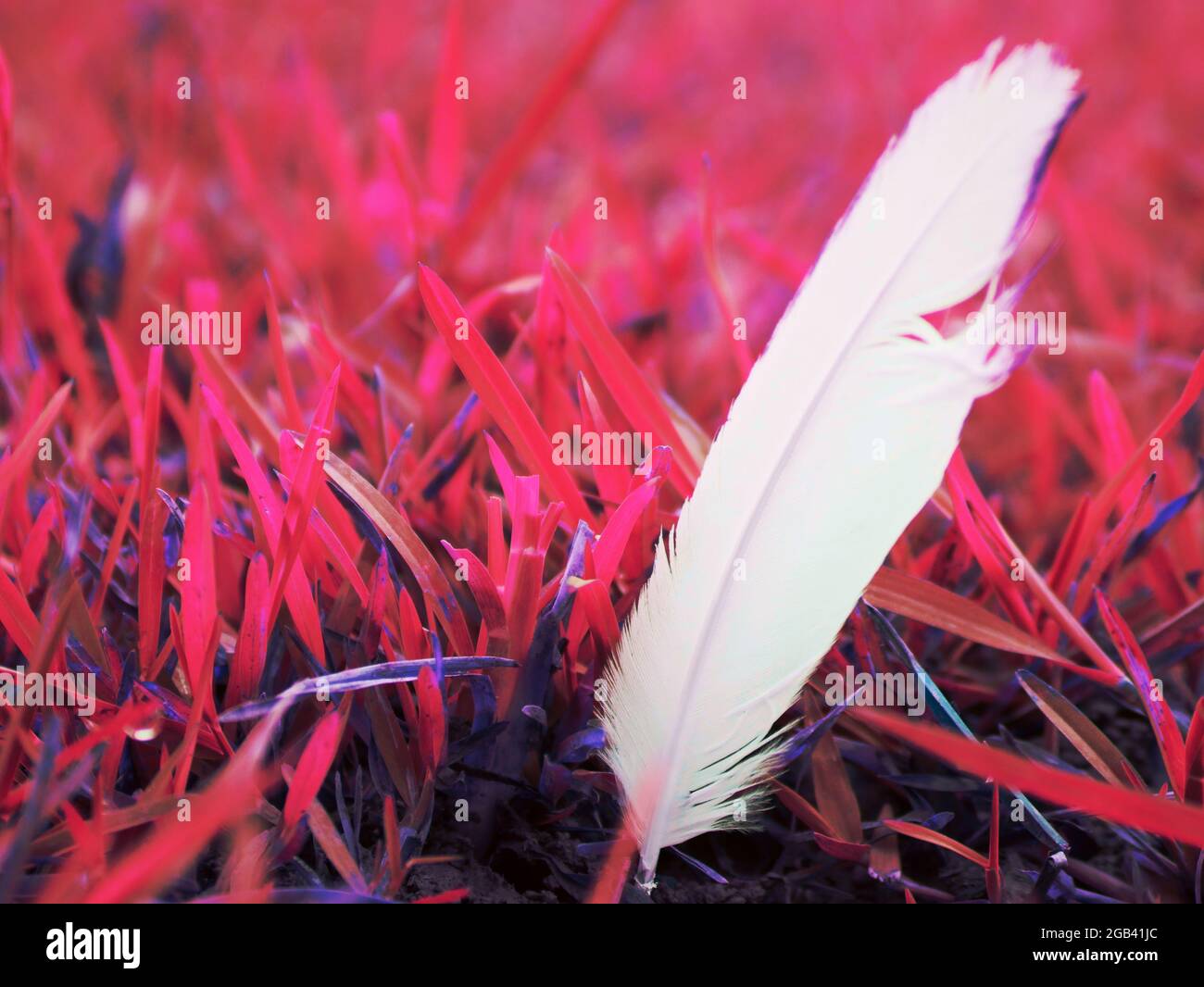 Aile d'oiseau de couleur blanche poussant sur terrain d'herbe rose, faune reliques nature commercial fond. Banque D'Images