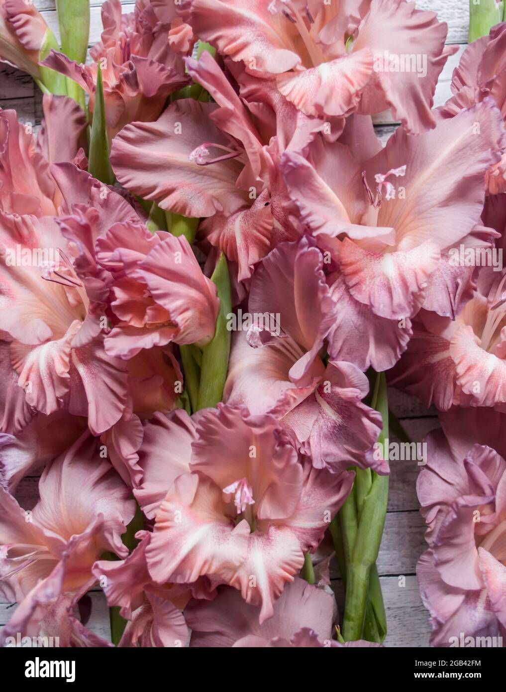 Gladiolus couleur poudre frêne rose sur fond gris texturé en bois. Photo naturelle. Banque D'Images