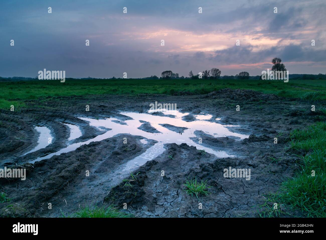 Eau et boue sur la prairie, Nowiny, Lubelskie, Pologne Banque D'Images