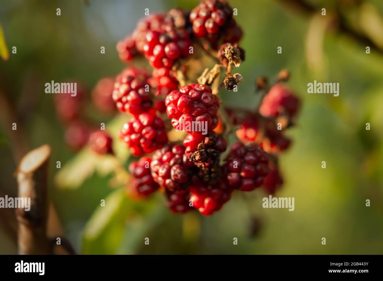BlackBerry Bush gros plan sur un arrière-plan flou. Le concept de l'été, fruits et baies d'été, vitamines et nutrition saine. Mûres de mûre o Banque D'Images
