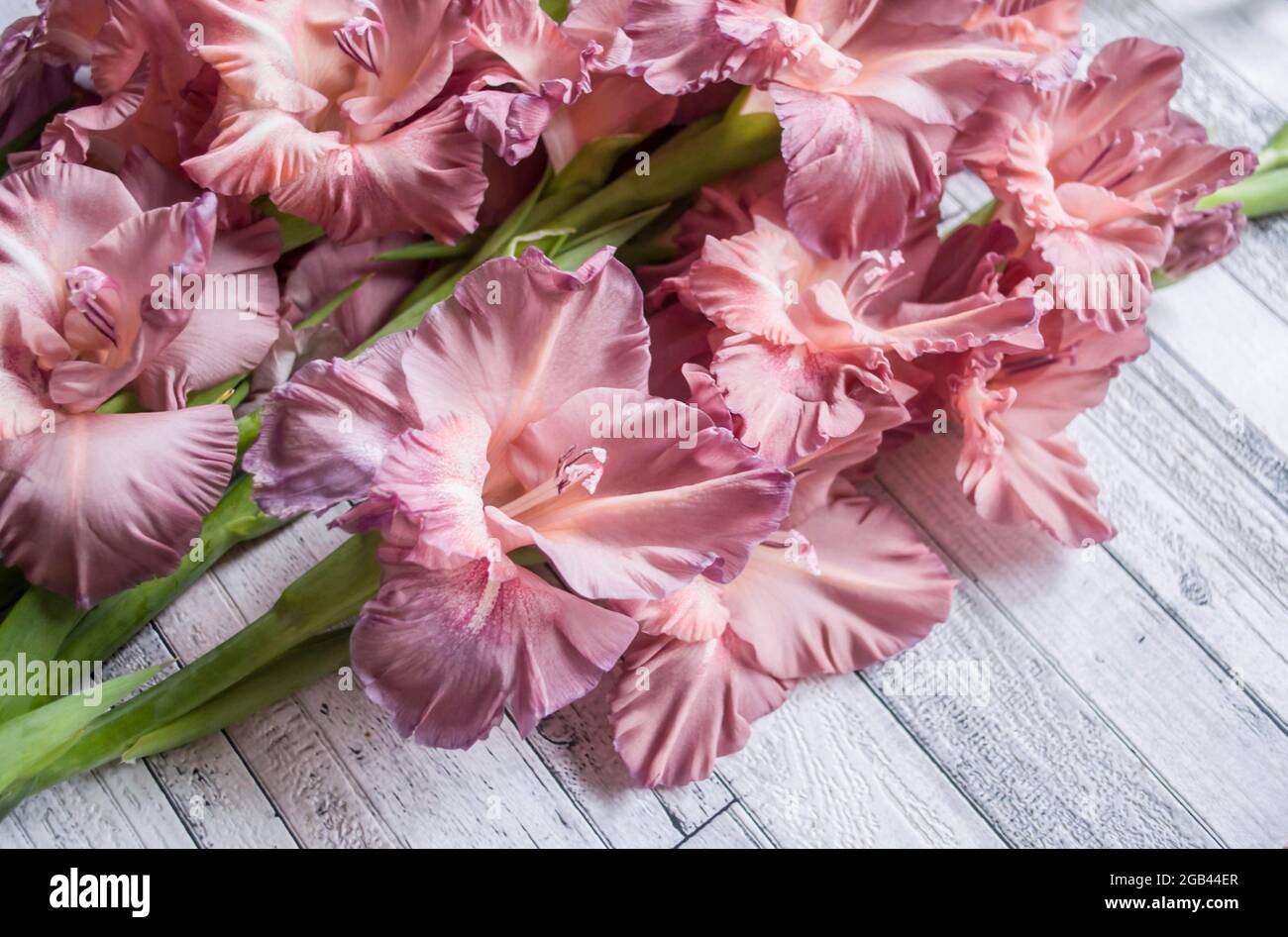 Gladiolus couleur poudre frêne rose sur fond gris texturé en bois. Photo naturelle. Banque D'Images