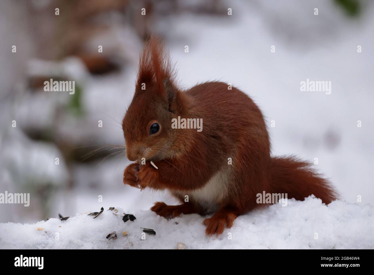 Écureuil dans la neige Banque D'Images