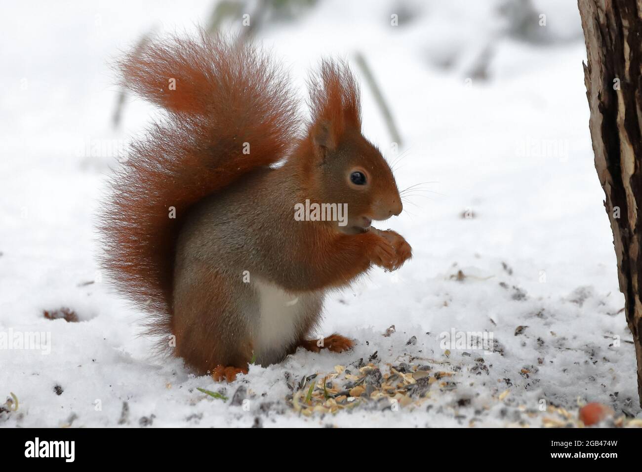 Écureuil dans la neige Banque D'Images