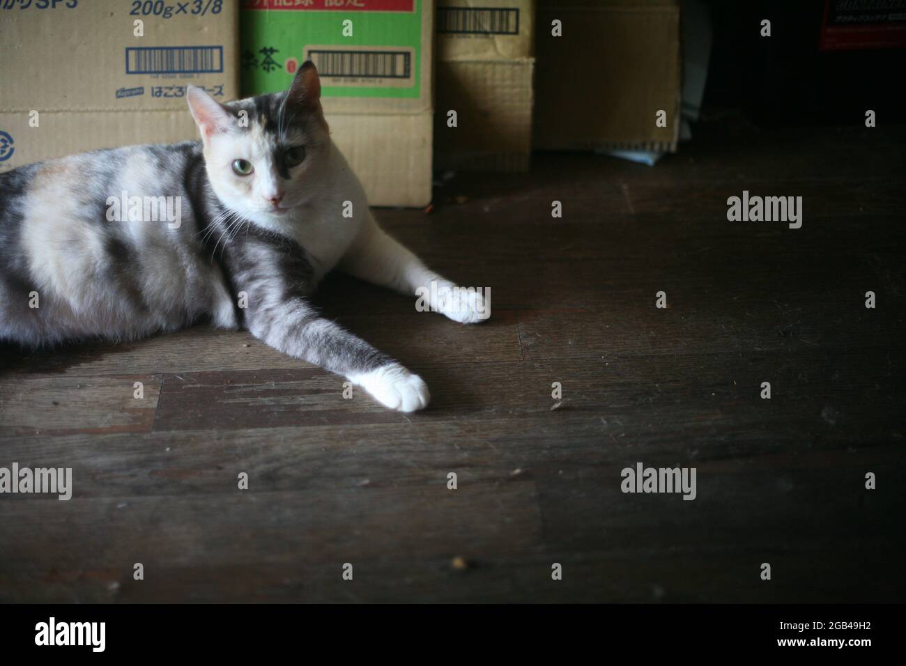 Le Tricolor Cat est situé sur le sol en bois Banque D'Images