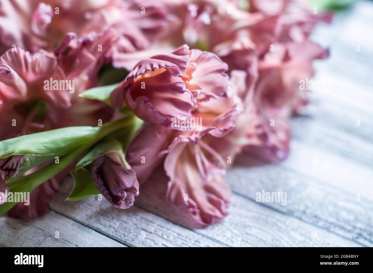 Gladiolus couleur poudre frêne rose sur fond gris texturé en bois. Photo naturelle. Banque D'Images