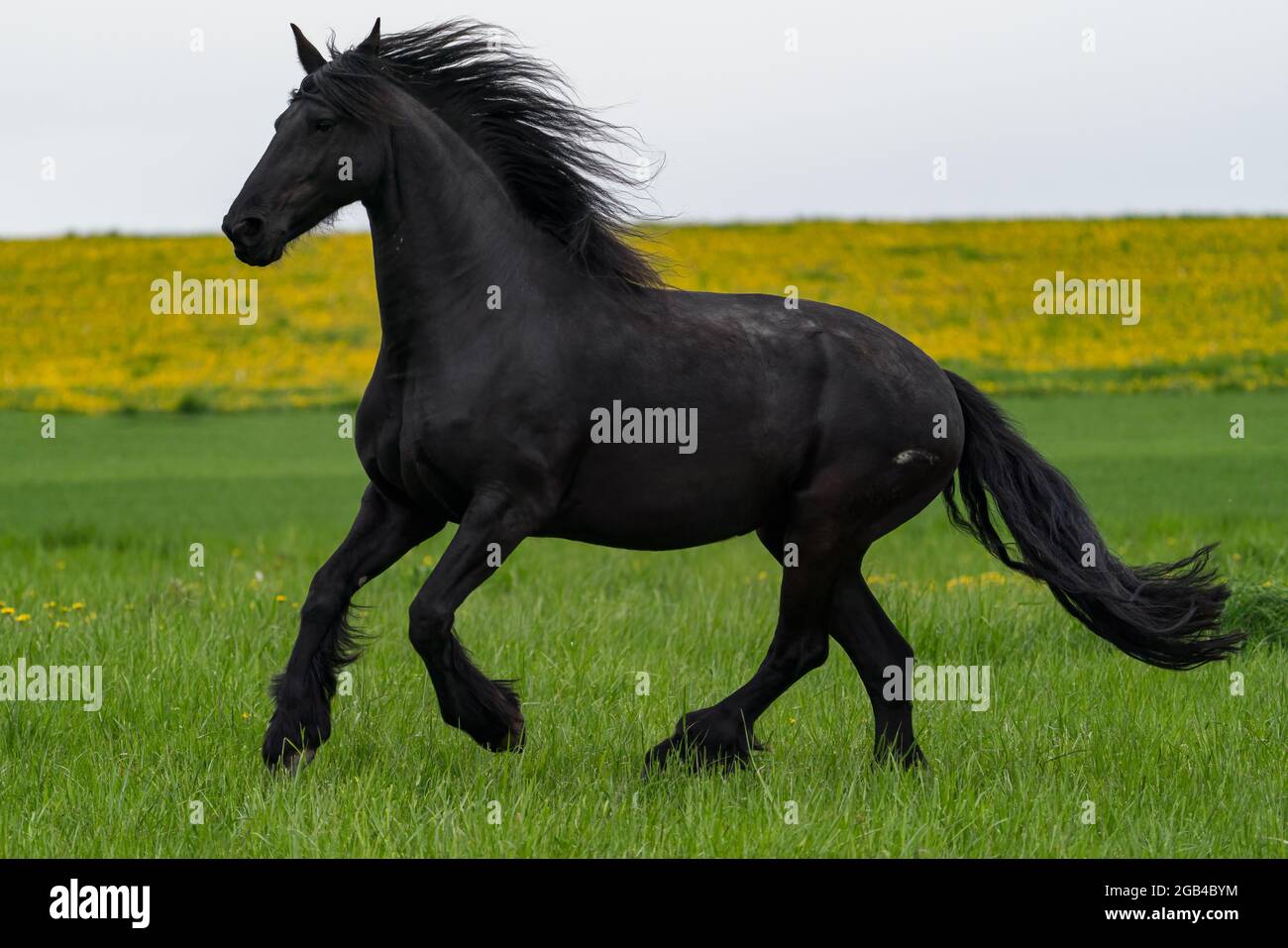 Le cheval de la frise noire tourne du galop. Banque D'Images