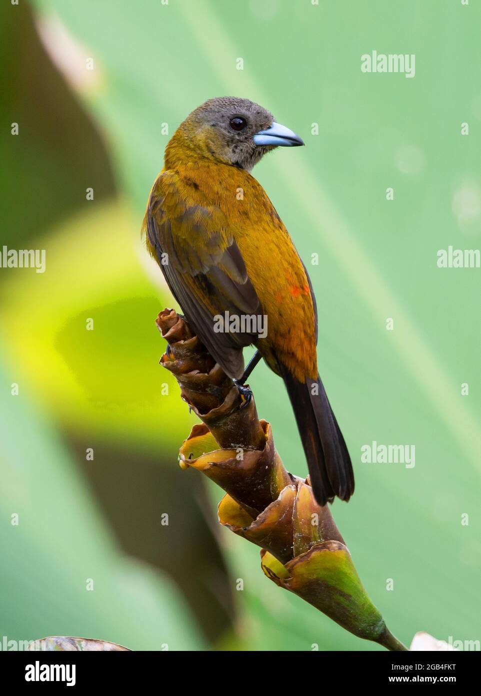 Tanager femelle à rameet écarlate dans la forêt tropicale de Costa Banque D'Images