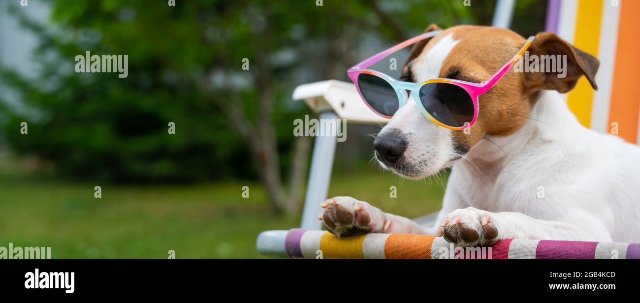 Le chien terrier Jack russell en lunettes de soleil repose sur un transat.  Concept de vacances d'été Photo Stock - Alamy