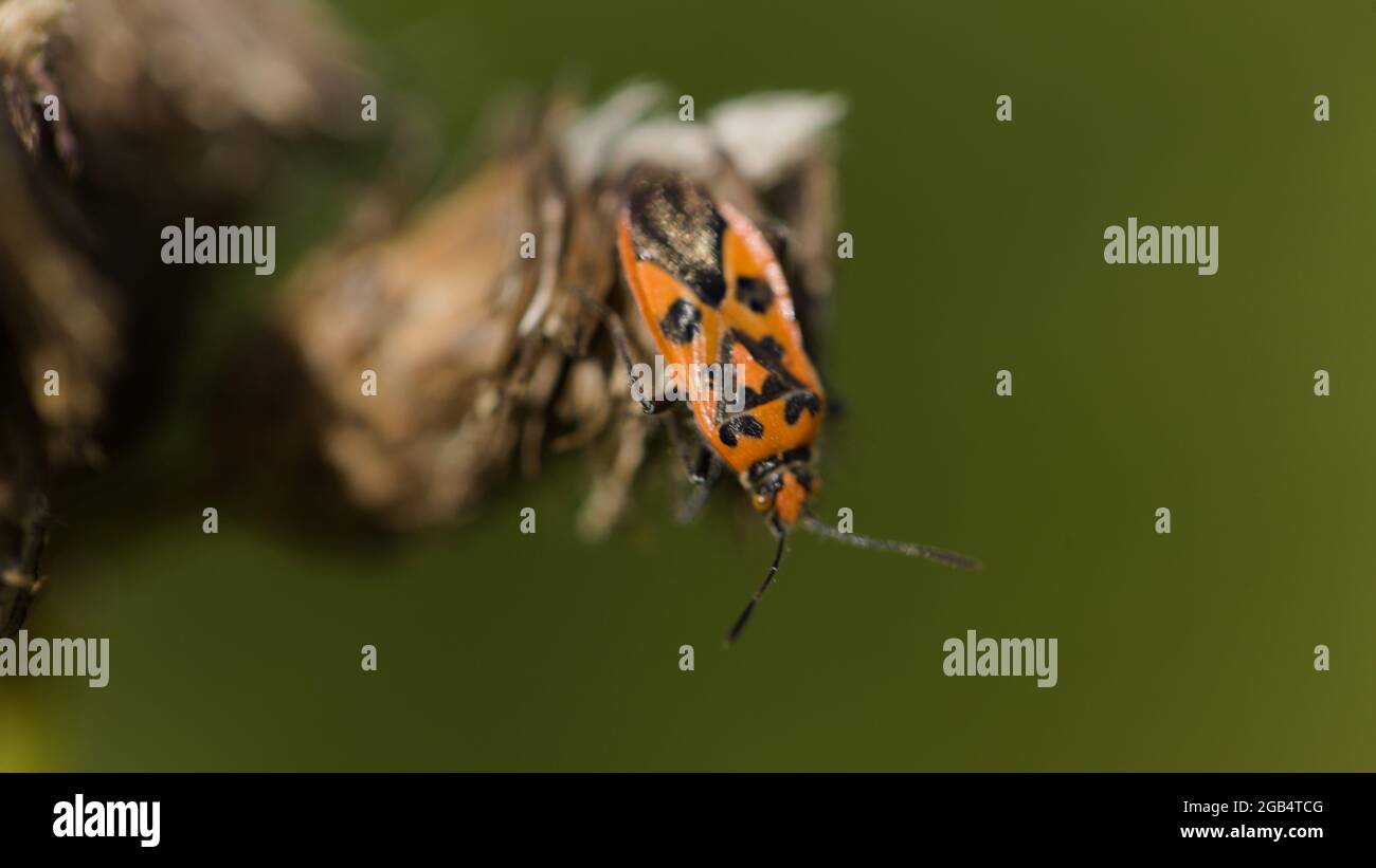Corizus hyoscyami rouge et noir cannelle Bug Banque D'Images