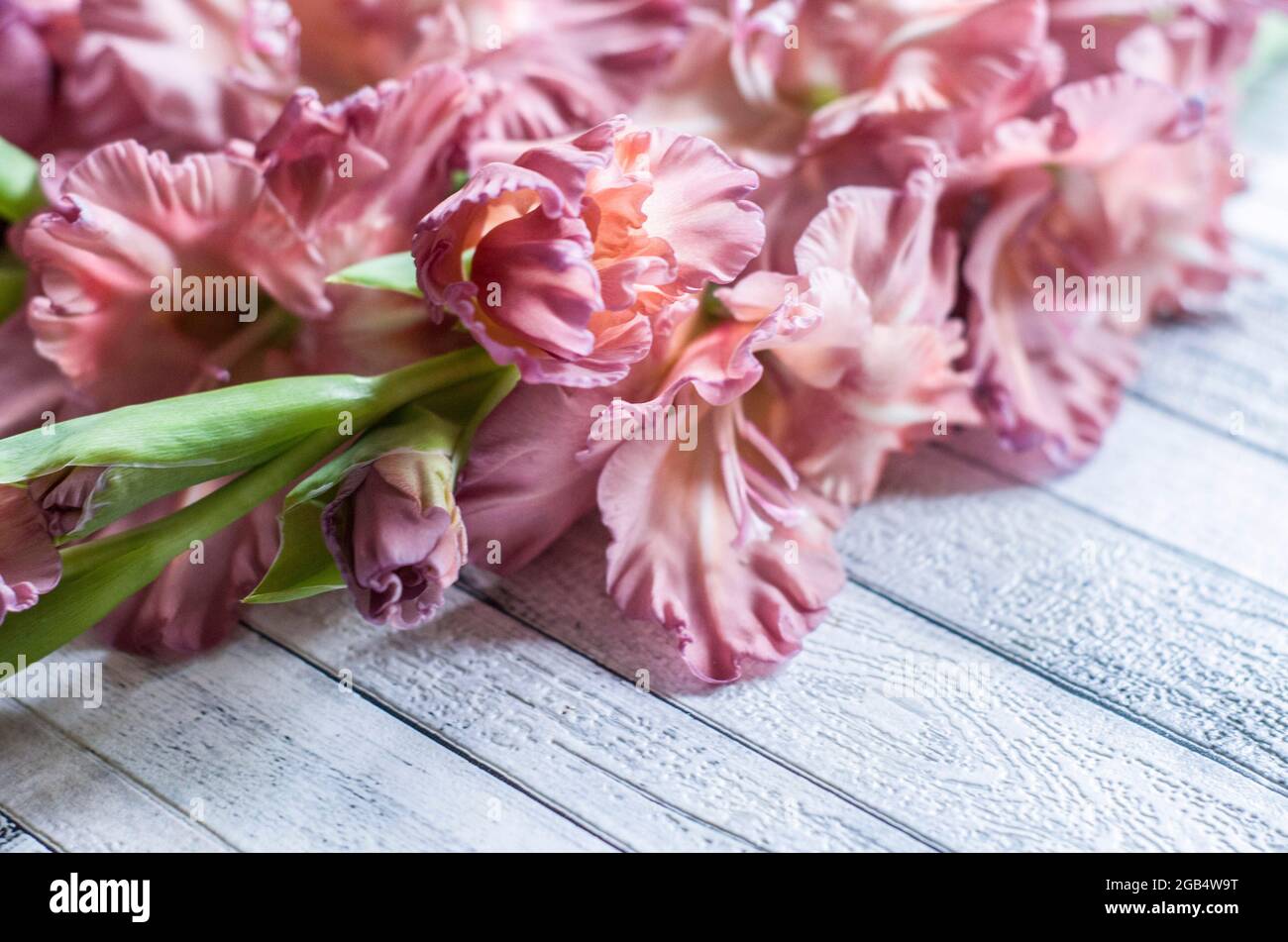 Gladiolus couleur poudre frêne rose sur fond gris texturé en bois. Photo naturelle. Banque D'Images