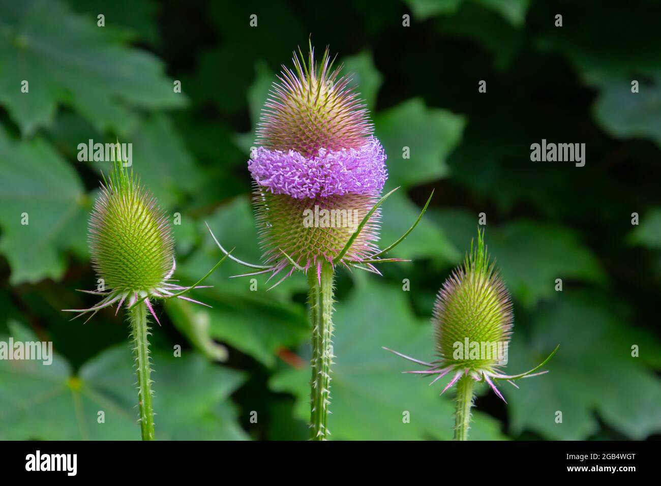 Gros plan des fleurs d'une cuillerée à thé sauvage, également appelée Dipsacus fullonum ou wilde karde Banque D'Images