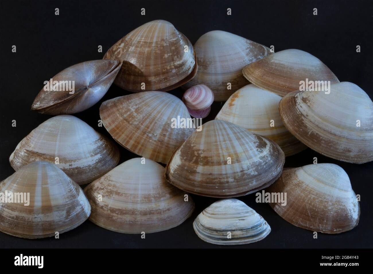 Les coques à gouttière sont des bivalves distinctives avec des rayons rayonnants de coloration brune. Les vivent dans le sable dans la zone sous-littorale et sont communs Banque D'Images