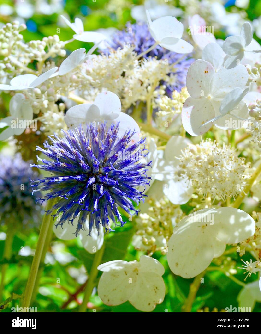 Une belle paire de chardon blanc (Echinops ritro) et d'hortensia de Lacecap. Gros plan. Banque D'Images