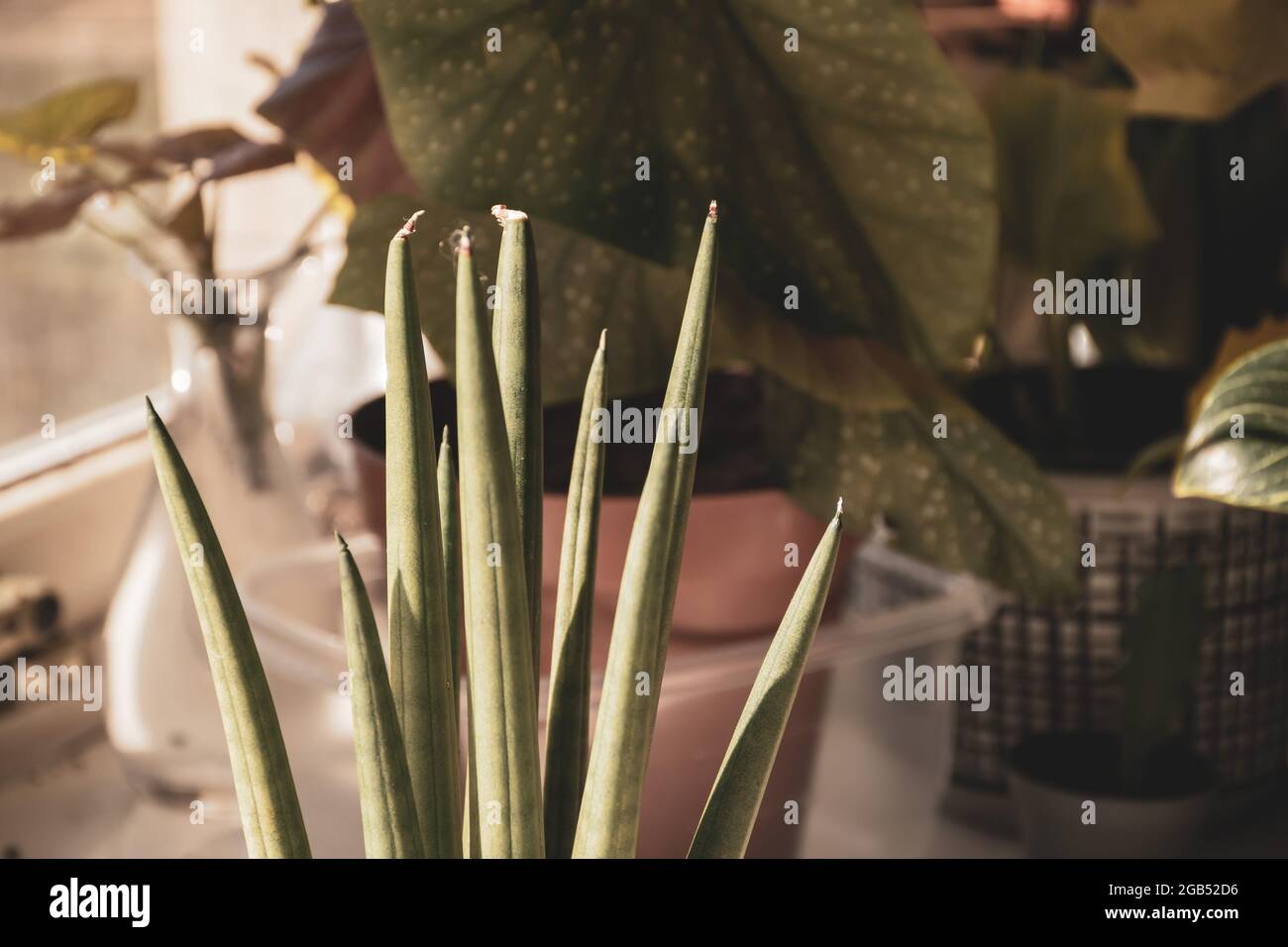 Gros plan d'une plante de serpent de Sansevieria bacularis Mikado avec de nombreuses plantes en arrière-plan formant un jardin intérieur Banque D'Images