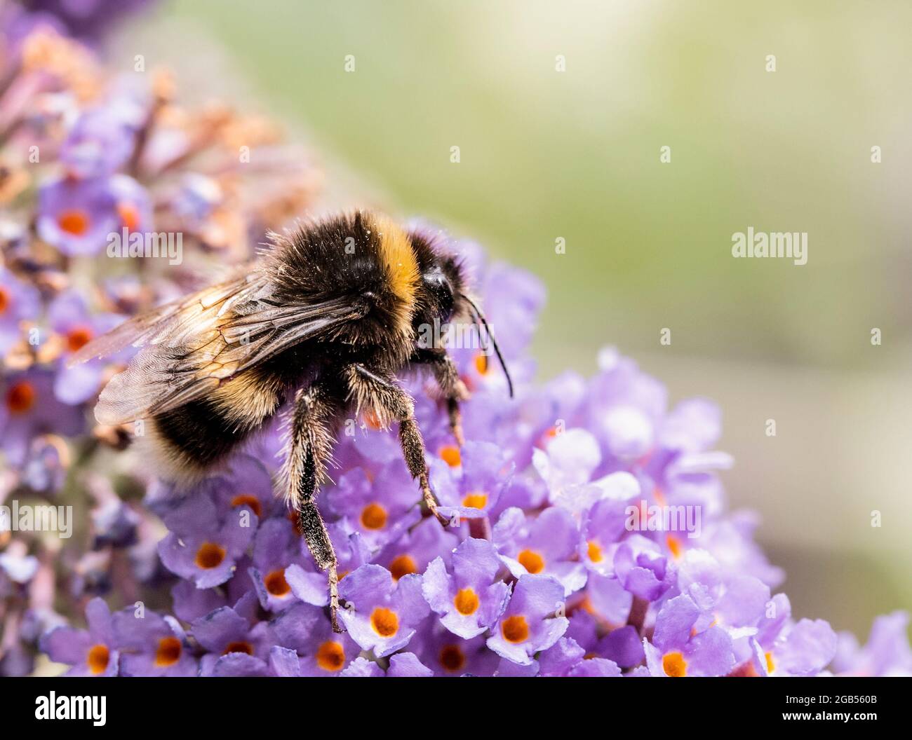Abeille blanche à queue blanche, perchée sur une fleur dans un jardin britannique, été 2021 Banque D'Images
