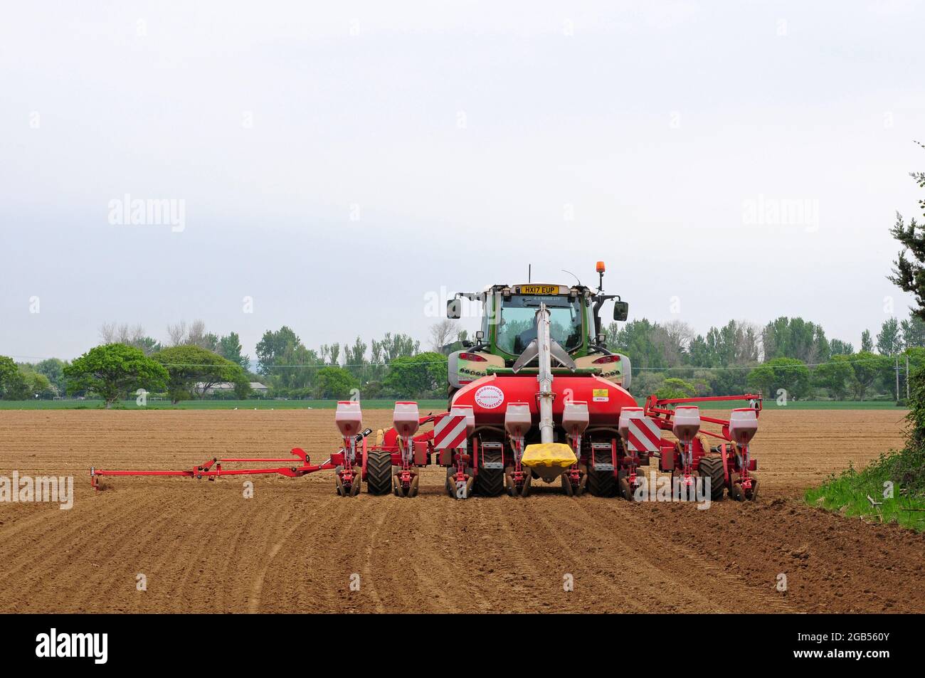 Plantation de maïs sur la plaine côtière, West Sussex. Banque D'Images