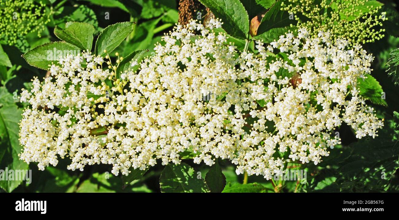 Fleur de l'ancien. Banque D'Images