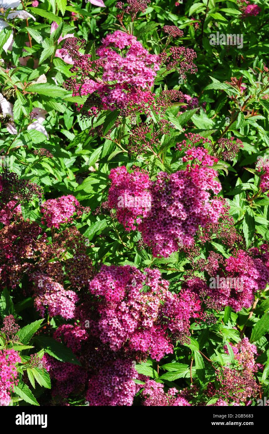 Spirea « Anthony Waterer » Banque D'Images