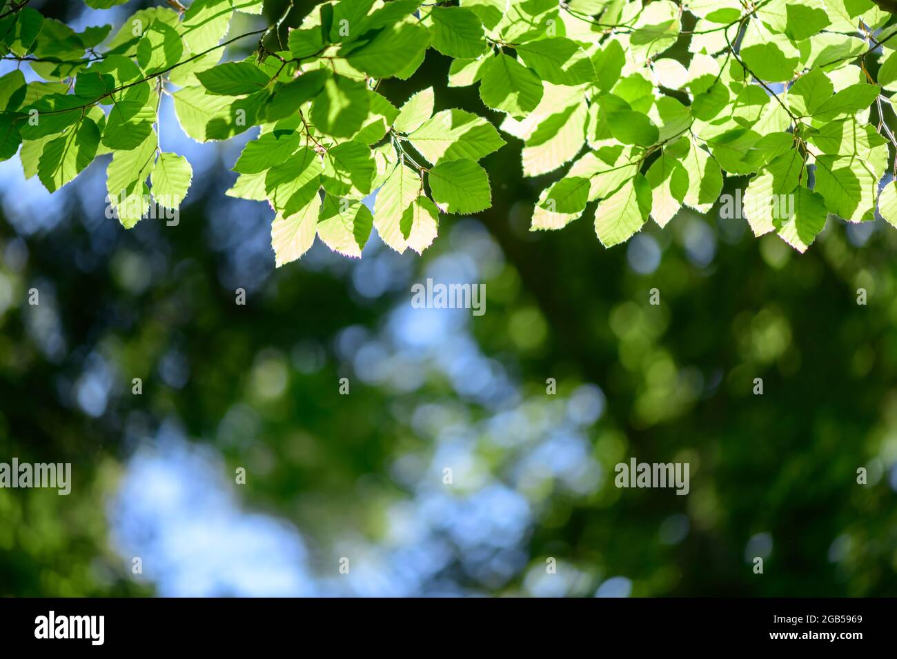 Gros plan sur la nature de la feuille de hêtre vert sur les brindilles de printemps sur fond flou en forêt. CopySpace faire en utilisant comme plantes vertes naturelles et toile de fond écologique Banque D'Images