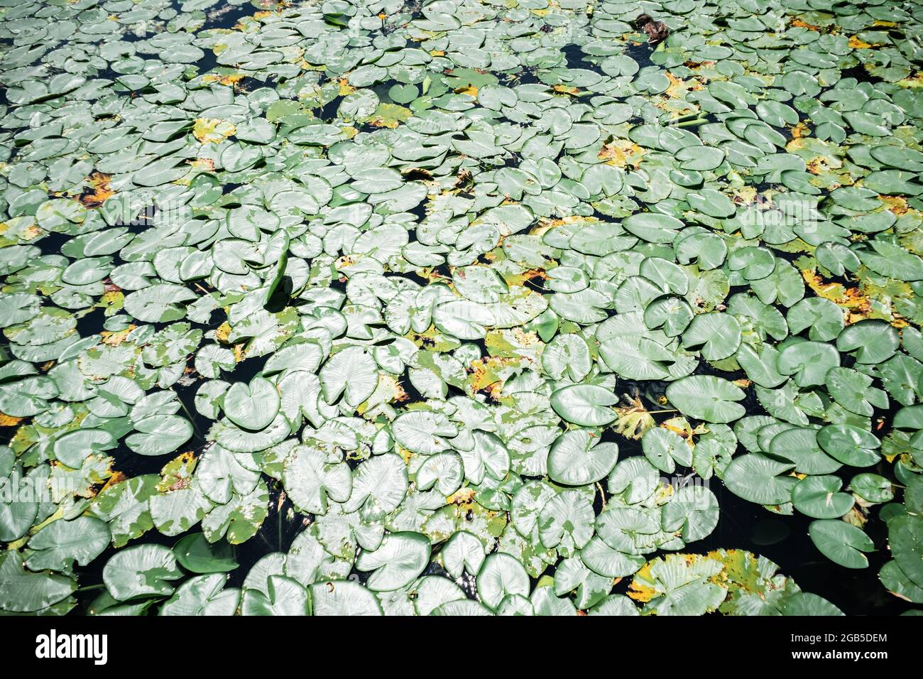 Le Lotus ou l'eau fleur les feuilles sur l'eau de l'étang de près Banque D'Images