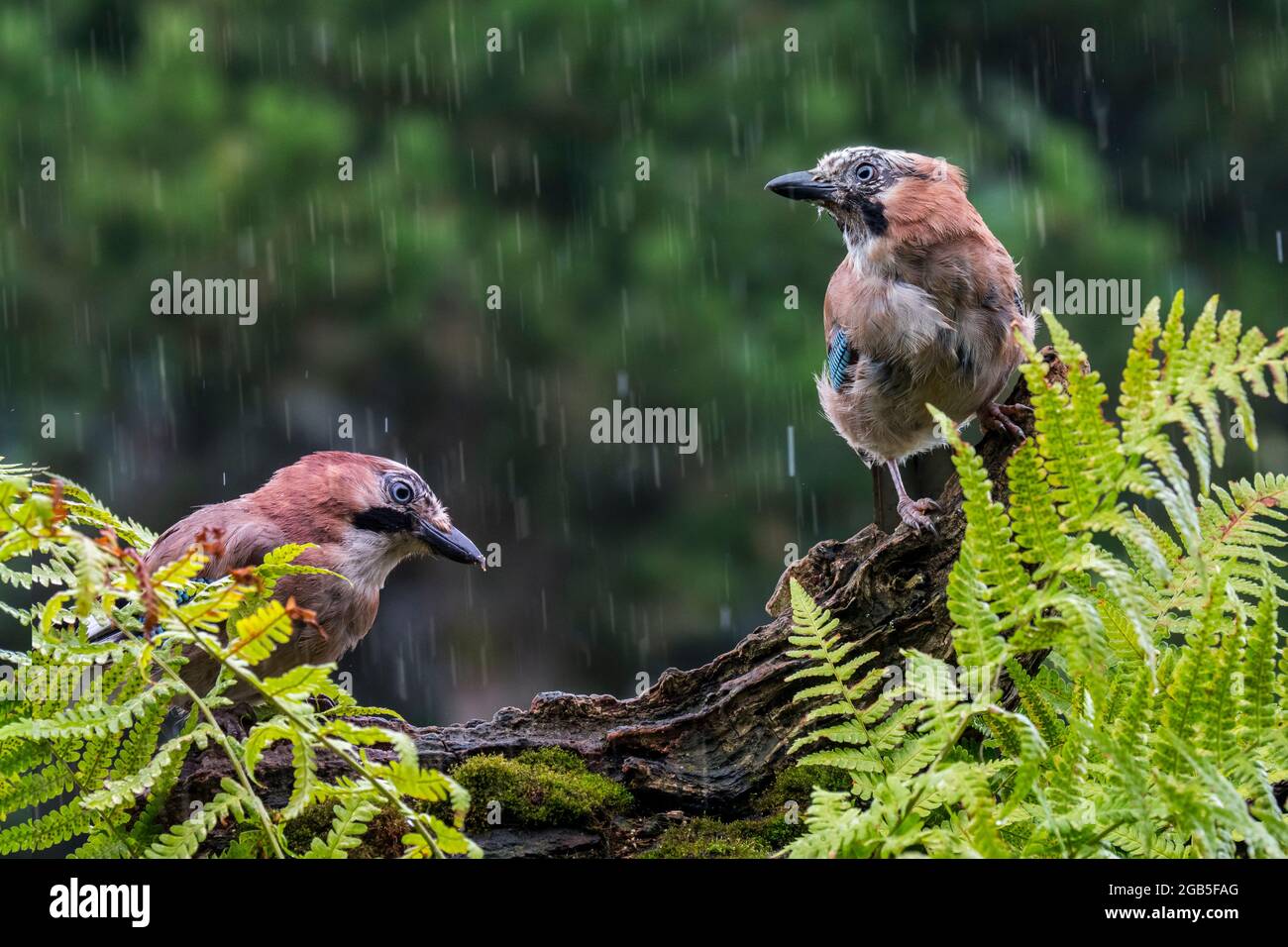 Deux Jays eurasiens / jay européen (Garrulus glandarius / Corvus glandarius) perchés sur le tronc d'arbre avec fougères en forêt pendant le déversage Banque D'Images