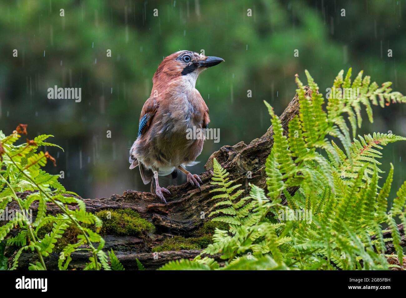 geai eurasien / geai européen (Garrulus glandarius / Corvus glandarius) perché sur le tronc d'arbre avec des fougères en forêt sous la pluie Banque D'Images