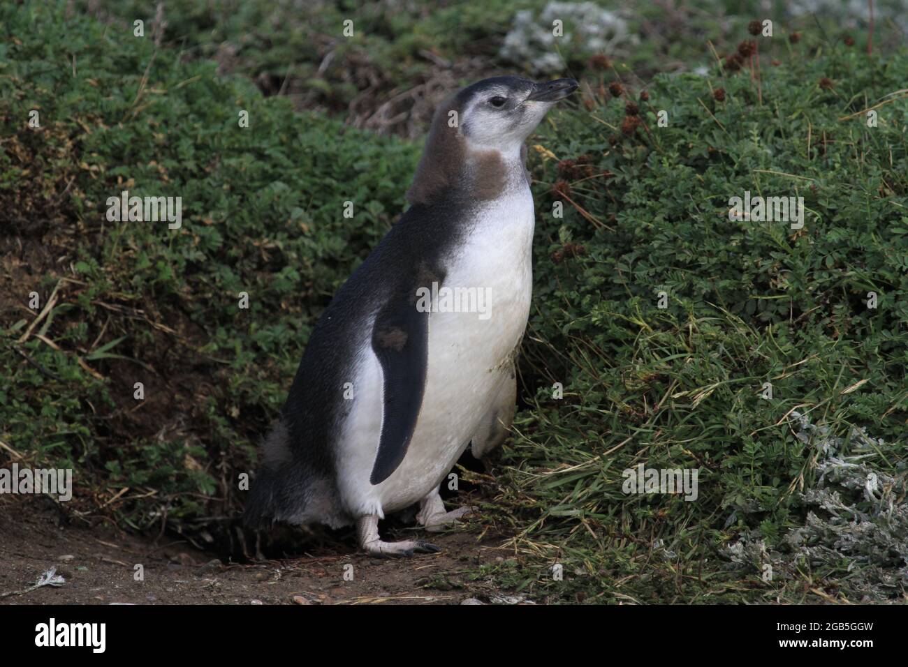 Pingouins magellaniques sur Otway Sound Banque D'Images