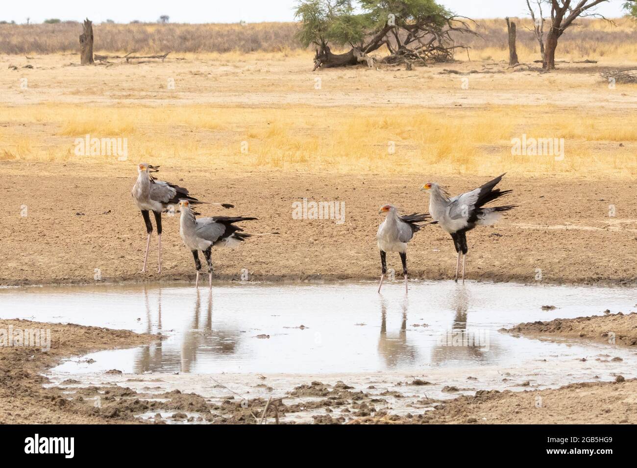 Secretarybird / Secrétaire Bird (Sagittaire serpentarius) groupe de notre dans l'habitat tiré, Parc transfrontalier Kgalagadi, Kalahari, Cap Nord, Sud A. Banque D'Images