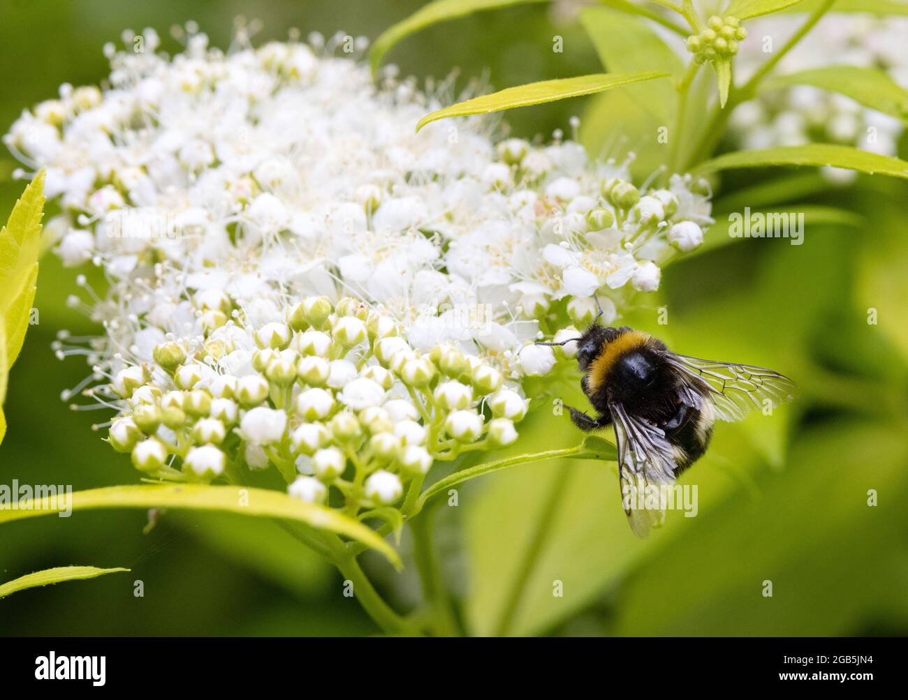 Abeille sur fleur; Bumblebee aka Bumble Bee, genre Bombus collectant le nectar sur une fleur de Spirea japonaise, Royaume-Uni Banque D'Images