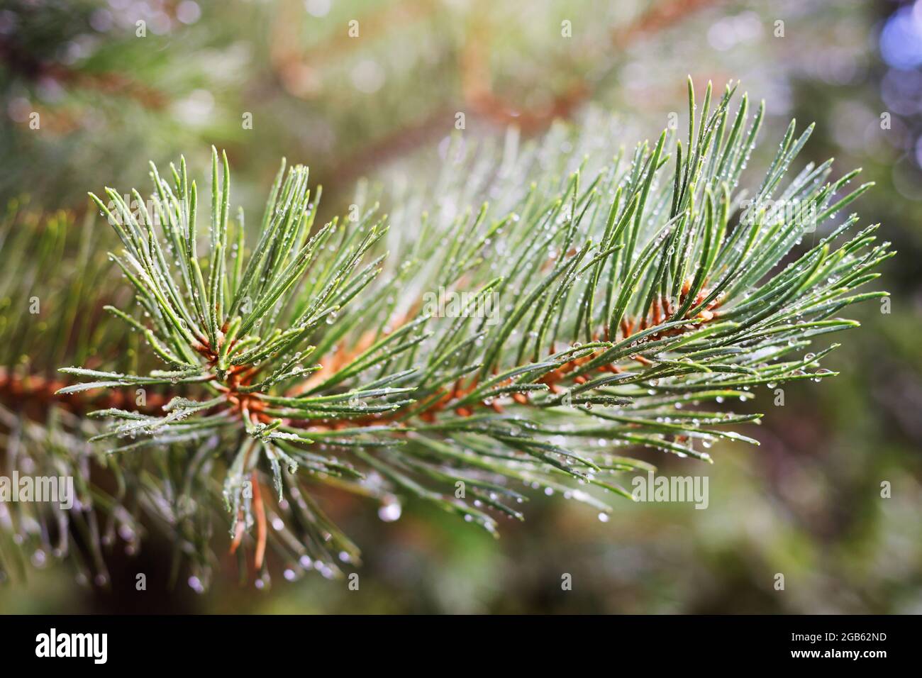 Branche verte de pin-arbre avec gouttes d'eau après la pluie en plein soleil Banque D'Images