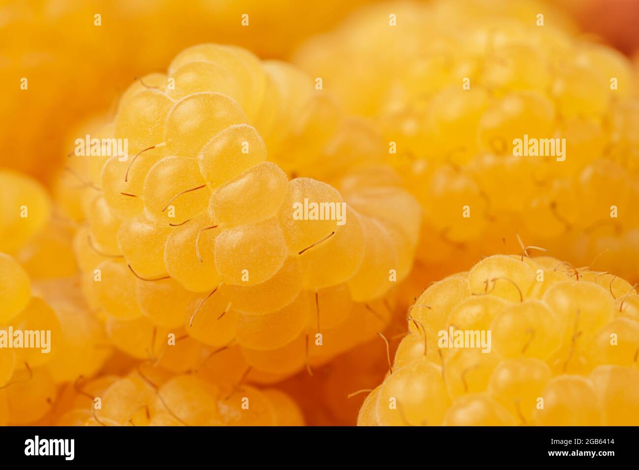 Fond d'été de framboises jaunes. Macro, gros plan extrême. Banque D'Images