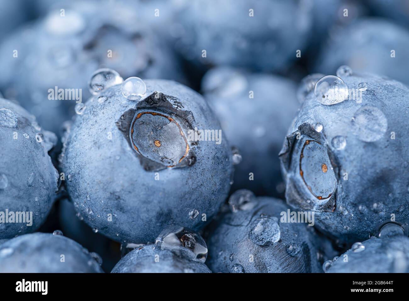 Photo macro de bleuets avec gouttes d'eau. Fond de fruit Banque D'Images