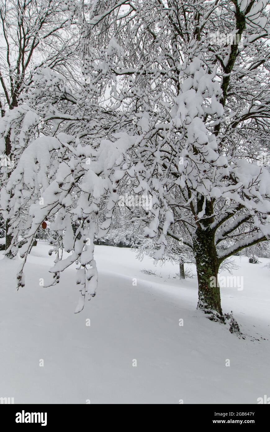 Arbre enneigé dans un parc couvert de neige par temps de rêve. Banque D'Images