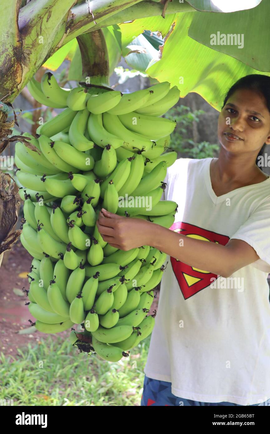 La banane à la maison de Sri Lanka, fruit très populaire à cultiver dans les jardins à la maison tous les endroits de l'île, si fruits très savoureux. Banque D'Images