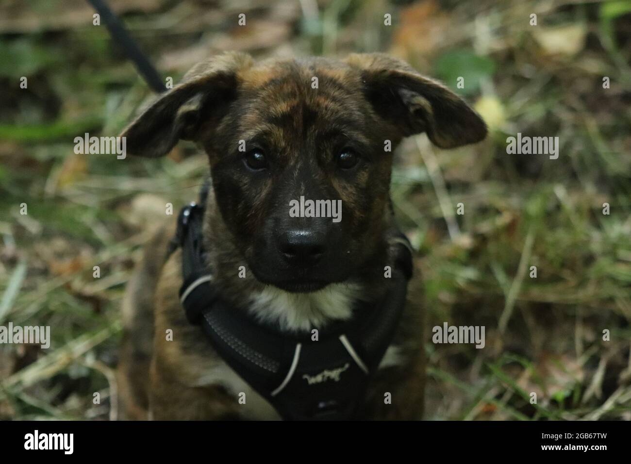 chiot Banque D'Images