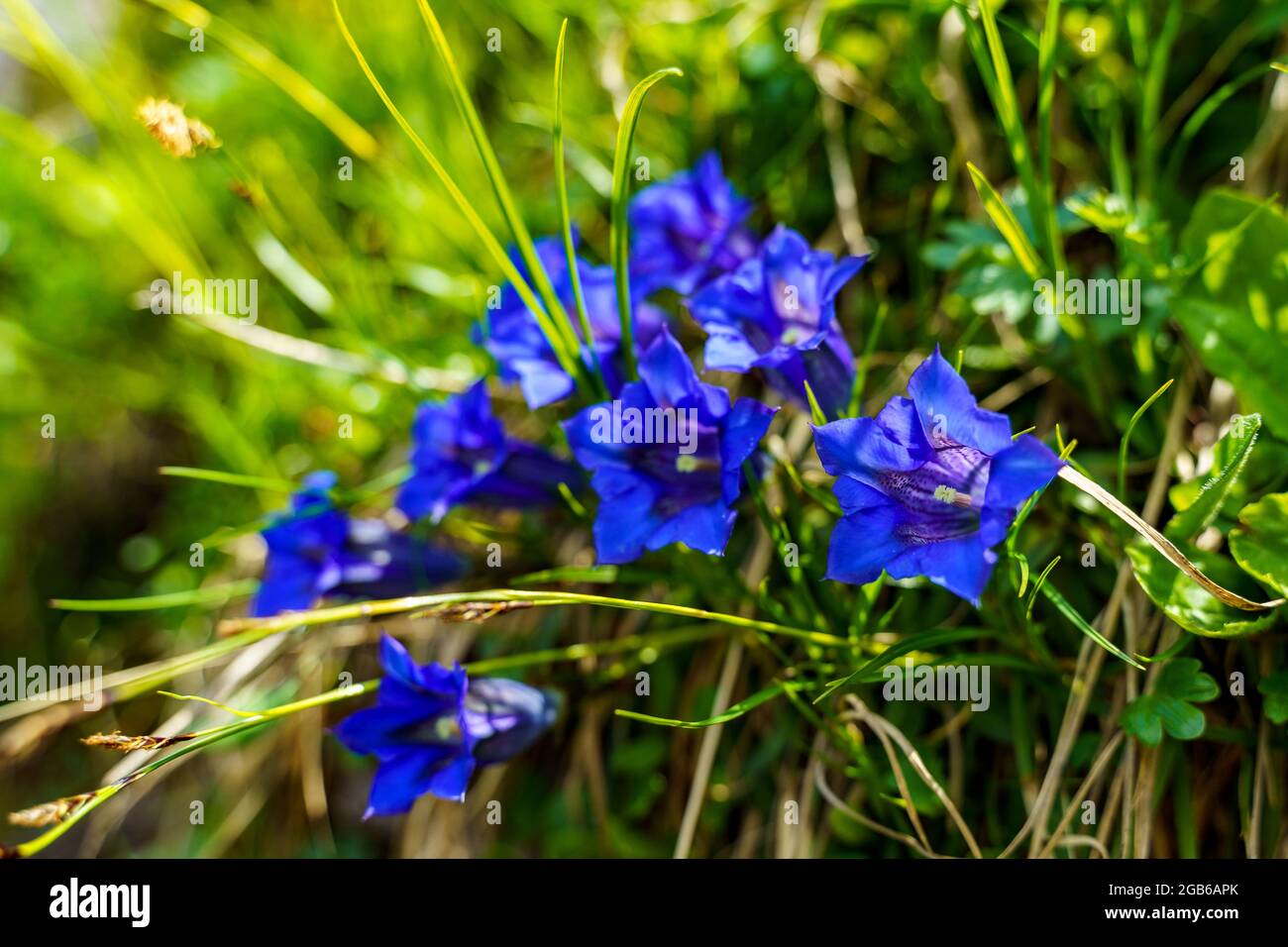 Fleurs de gentiane bleu dans la prairie alpine verte par le chemin. Illuminées fleurs sur la pente abrupte des montagnes du Vorarlberg, par le lac de marque Banque D'Images