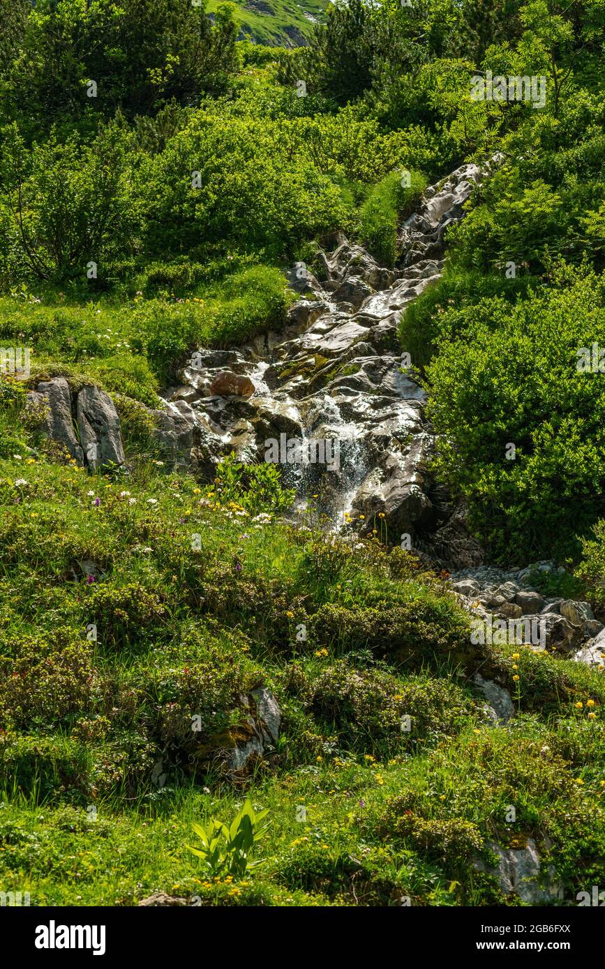 wilder Bach in den Bergen vom Grosswalsertal, an der Roten Wand, fliesst durch blumenübersäte Alpwiesen den steilen Abhang hinunter. Alpenrosen Banque D'Images