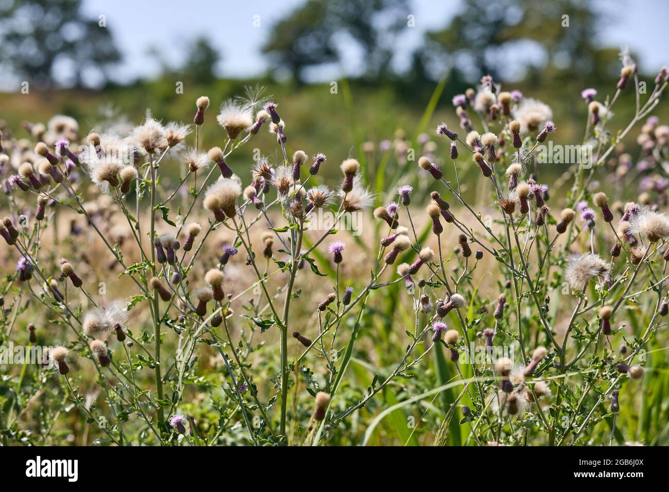 Chardon rampant (Cirsium arvense); Danemark Banque D'Images