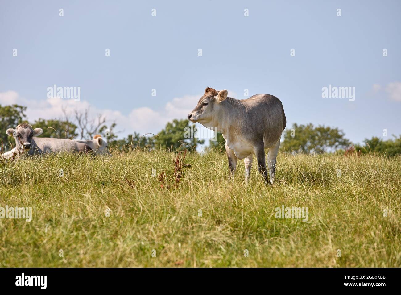 Vaches dans un champ d'herbe, été; Saeby, Danemark Banque D'Images