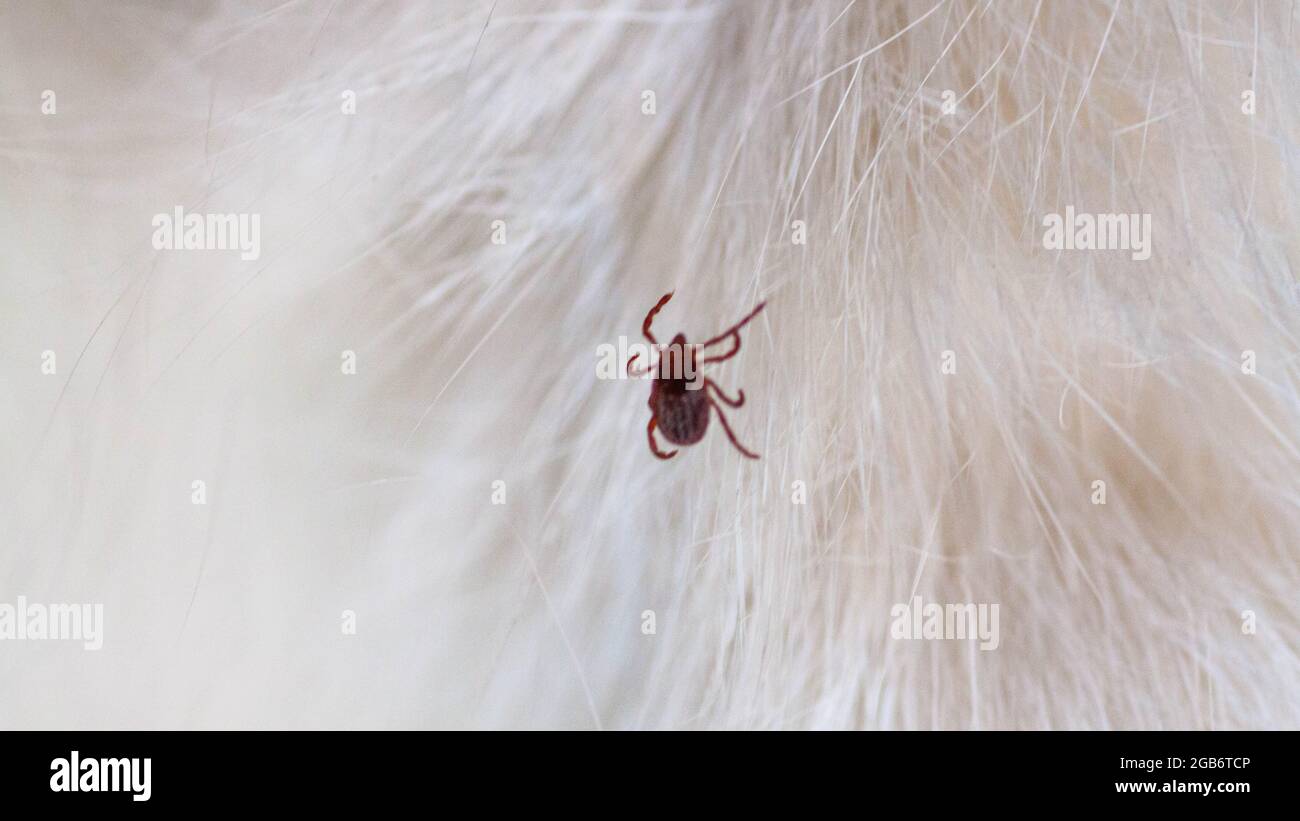 Une Tique Infectieuse Ixodique Collee A La Tete D Un Chaton Une Coche Un Peu Un Animal De Compagnie Trouve Une Tique Virale Sucette Parmi Les Cheveux Denses D Un Chat Photo Stock