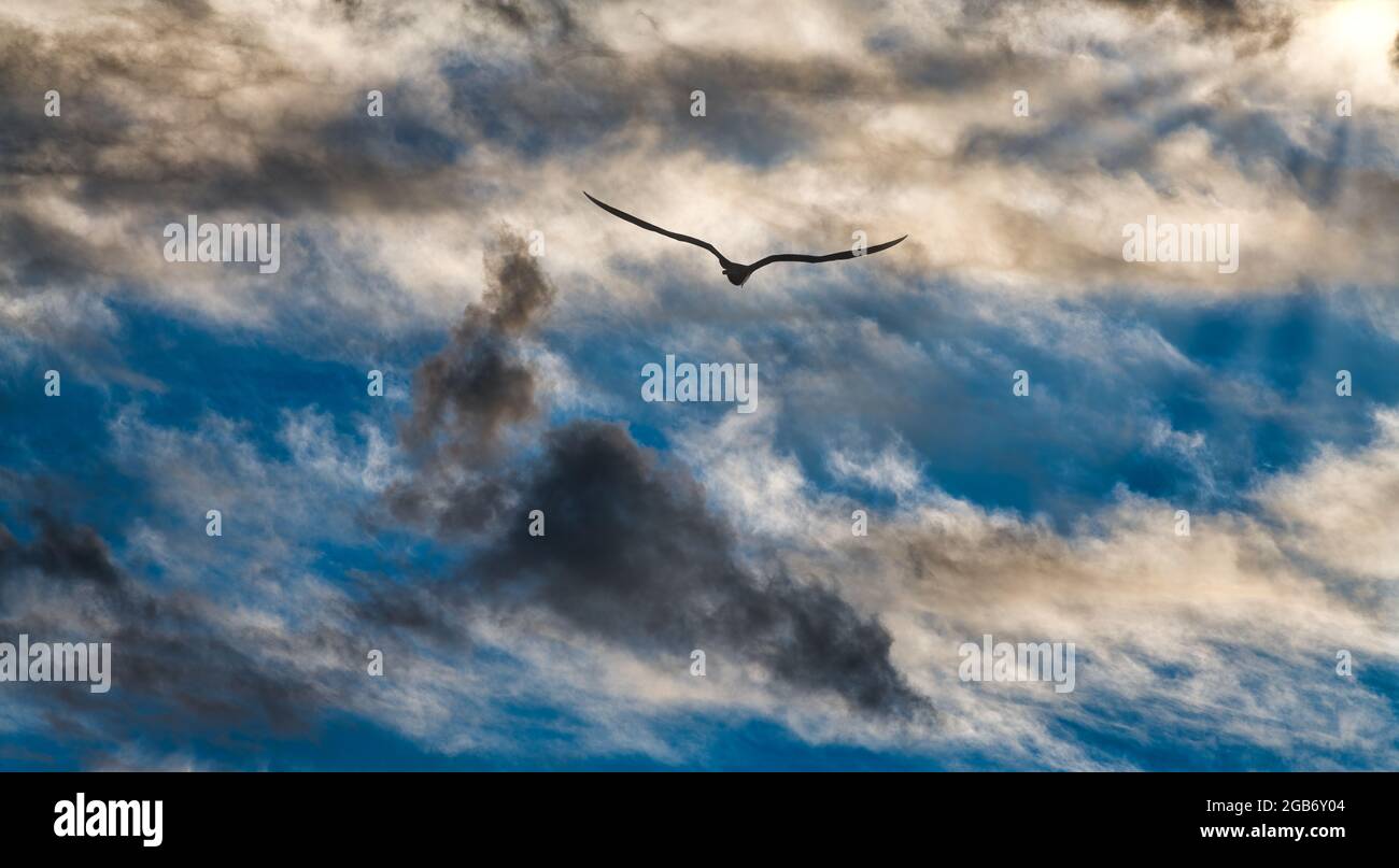 Une silhouette d'oiseau passe devant le soleil blanc éclatant avec des ailes entièrement étalés en vol Banque D'Images