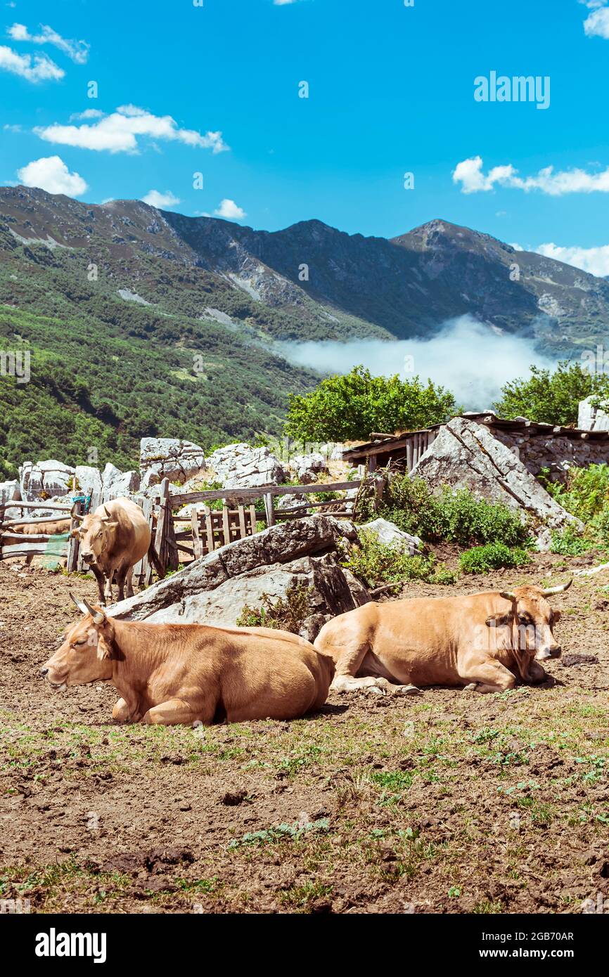 Vaches Asturies typiques couché en bas se reposant dans la braña du col de la montagne de San Isidro dans les Asturies Espagne.la photo est prise un jour ensoleillé et tourné Banque D'Images